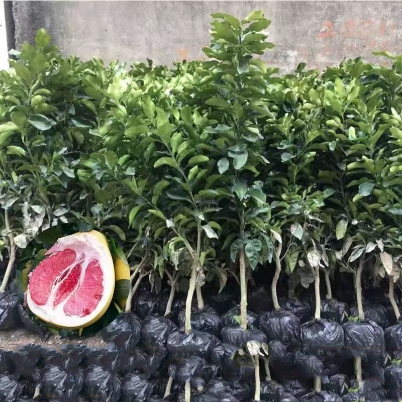 红心柚子树苗嫁接特大新品种红宝石沙田蜜柚南北方种植地栽果树苗