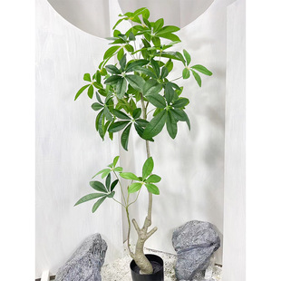 ����Gֲ���Դ��~��͏dɳ�l��ֲ���b�Ԍ���L�p�ݼٻ�������Gֲ