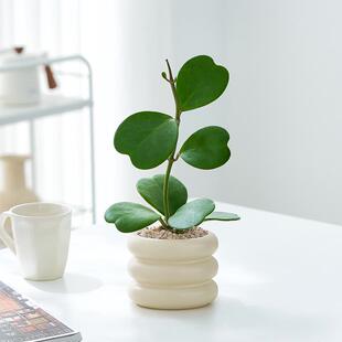 Heart-Shaped Orchid Potted Plant Indoor Plant Gift for Lover Confession Indoor Office Desk Interesting Green Plant