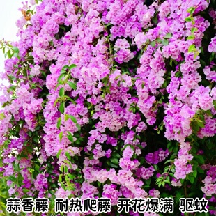 �����ٻ��� ����ٻ� �͕�����ֲ���ļ�ͥԺ�̨������������ֲ��
