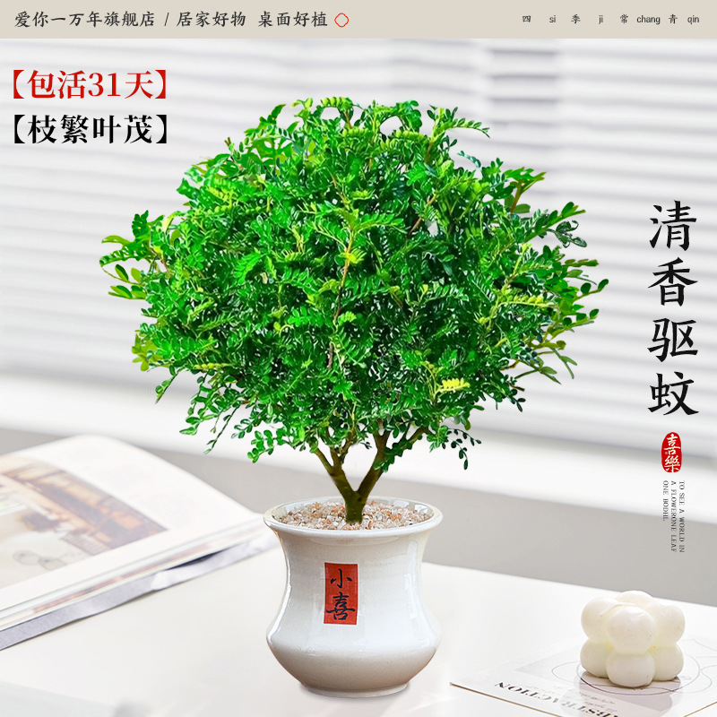 [눈을 감고 입장] 고운 향기 페퍼우드 + 작은 허리 작은 웅덩이 (포장석 + 캠프장 포함)