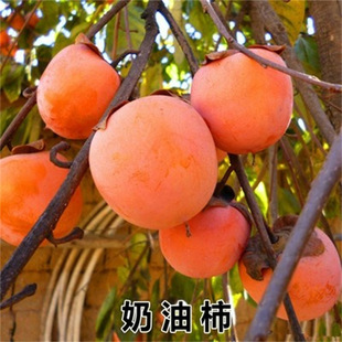 ��Ʒ�N�|�����Ә����ش��O�����Ә�������箔��Y�������Nֲ����