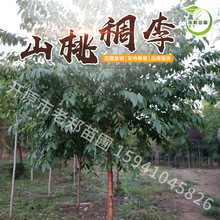 Եɽҳ@־Gе䅲ľɽҳСN