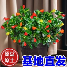 ���~���m�����ļ��^��ֲ����~���҃ȿ͏d�^��ֲ�ﶹ��G�ļ�����