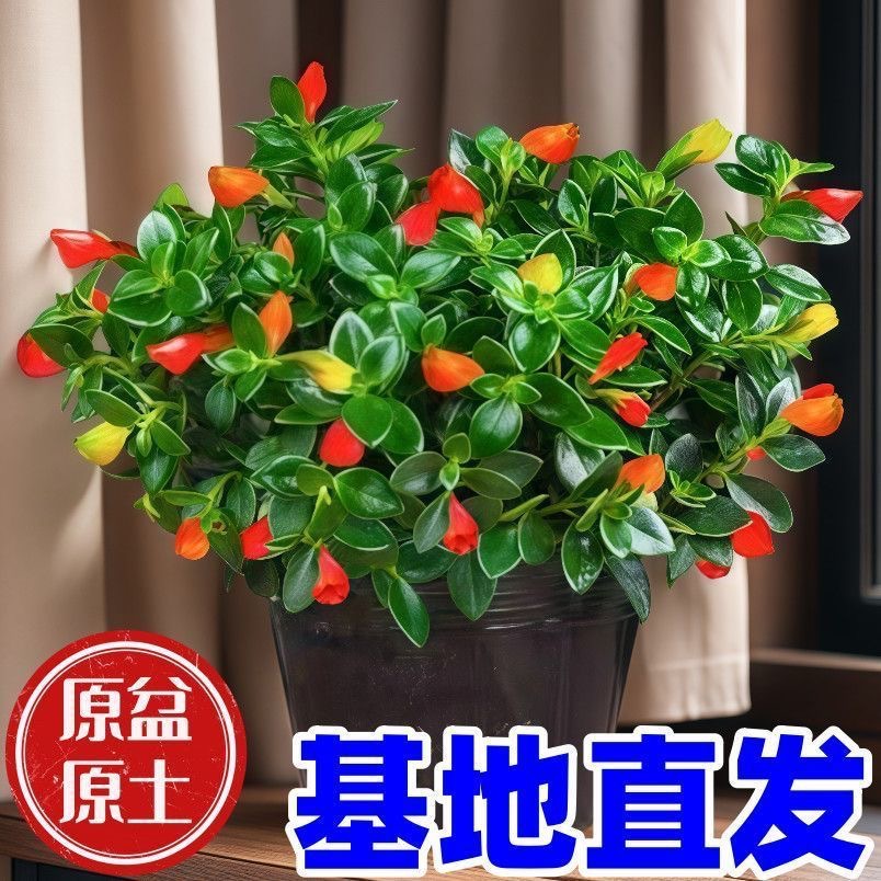 金鱼吊兰盆栽四季观花植物金鱼花室内客厅观花植物豆瓣绿四季常青