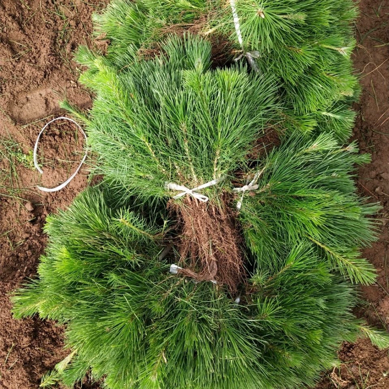 Саженцы чёрной сосны, бонсай из чёрной сосны, изогнутые деревья в форме чёрной сосны, ландшафтные деревья