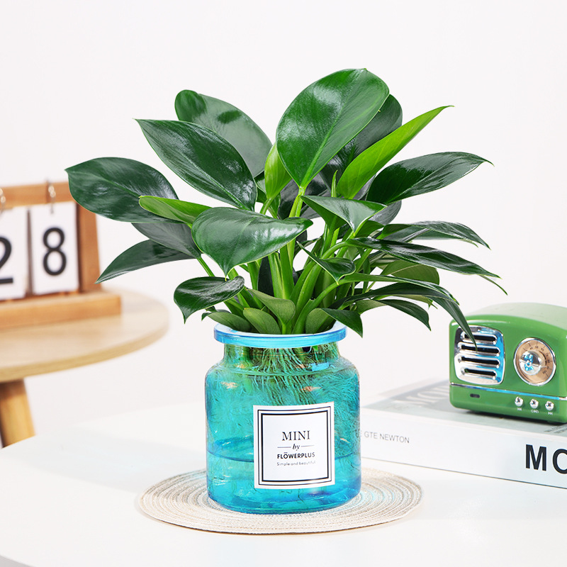 골드 다이아몬드 높이 25cm [MINI 블루 유리 세면대]에는 영양액이 함께 제공됩니다.