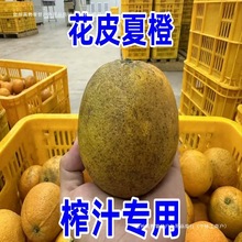 桂林高山夏橙酸甜多汁专卖花皮果商用发统货不分大小血橙浅橙黄色