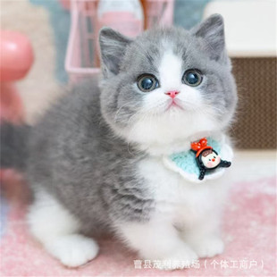 ���w�{��؈�{؈���l���N����؈������؈��؈؈�������؈���ֵ