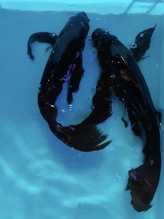 �ڽ𼃷N����ɫ�\���~�\�a�ڲݽ���w�~��С���~�Lˮ�~�լ�^�p�~