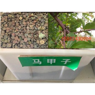 �R���ӷN���R�״̷N���F�h�ʷN�ӹ�ľ�N�ӾG���е���ľ��ľ�N��