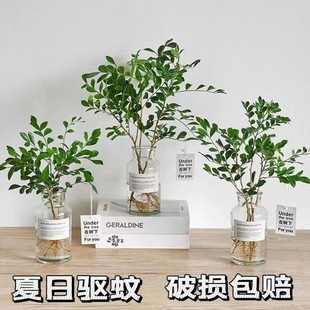 Hydroponic Plant Jiulixiang Scandinavian Style Internet Celebrity Water-Raised Green Plant Indoor Living Room Flower Potted Plant Evergreen All Year Round