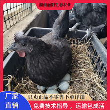 批发鸡苗活体五黑绿壳蛋鸡苗乌鸡农村放养走地鸡支持养殖技术指导