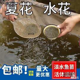 水花鱼苗批发鲫鱼鱼桂鱼大头花鲢白鲢青鱼鲤鱼武昌鱼翘嘴鱼麦太保