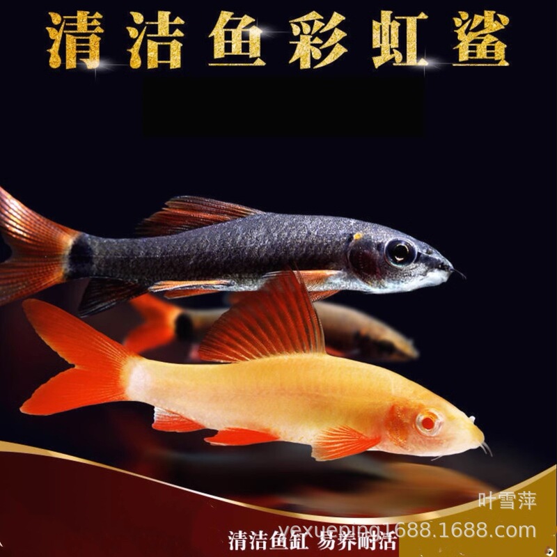 Rainbow Shark Pink Shark Red Tail Black Shark Live Cleaner Fish Algae Remover Tool Fish Tropical Ornamental Fish Eat Feces