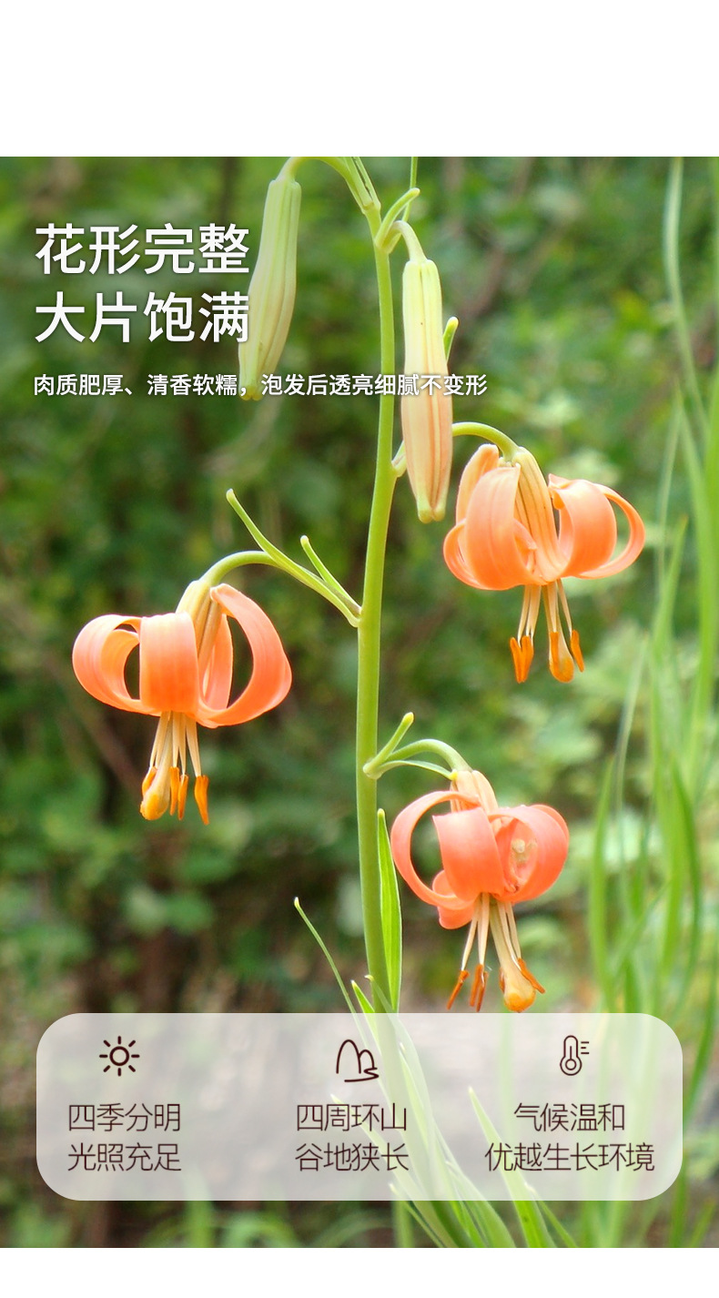 Dried Lily Bulb Bai He 百合 300g Canister Sulphur-Free Edible Slices for Soup Congee and Herbal Tea quality and texture