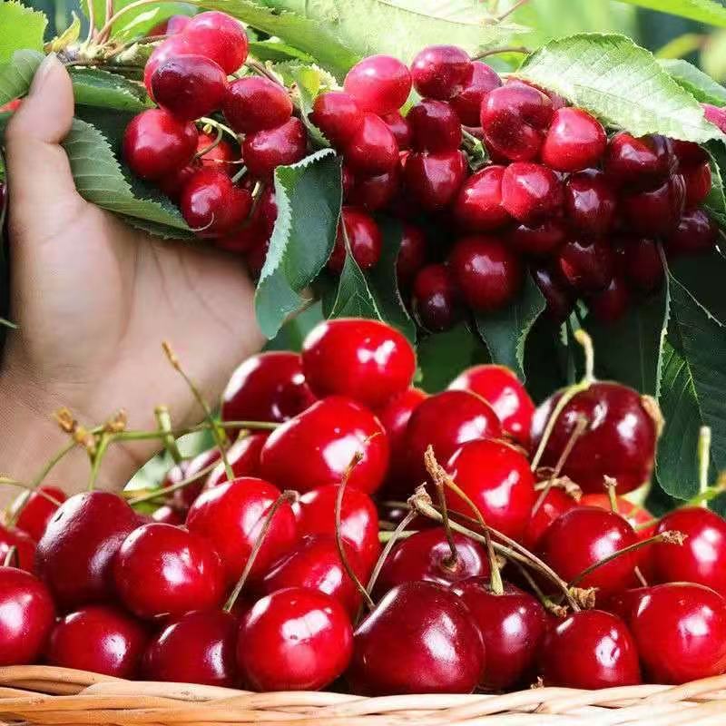 10 cherries