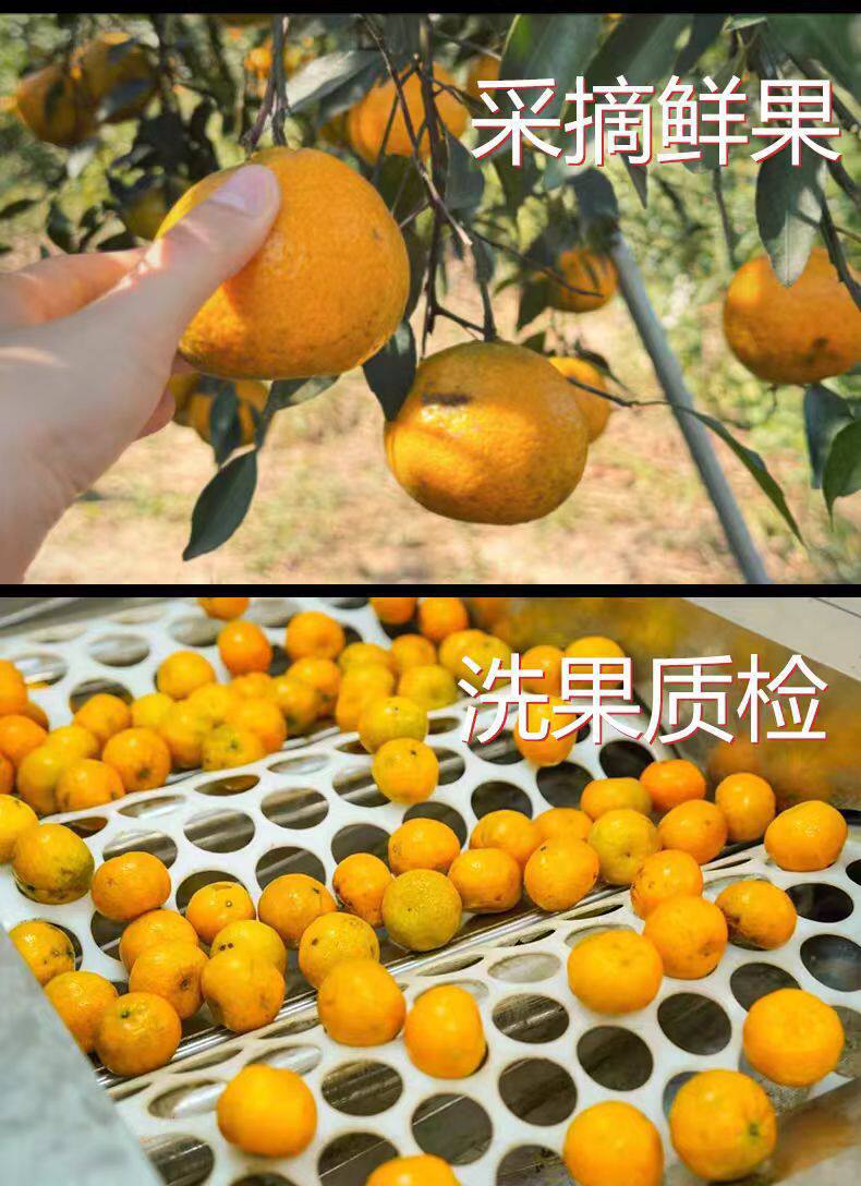 Xinhui Da Hong Pi Dried Tangerine Peel 2025 Harvest Sun Dried Chenpi 500g for Tea and Cooking key features