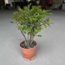 С�~���U��̴ �����辰�䘶�ڹǲ��҃��辰�����^�p�ļ�����