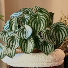 Ƥ~ƤinsWGֲСֲ҃ȺBͻ