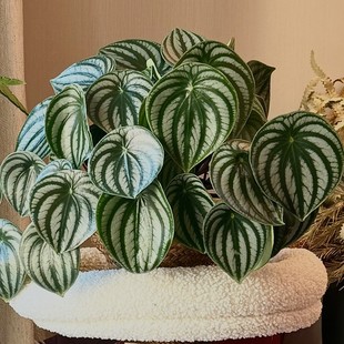 ����Ƥ���~����������Ƥ����ins���W�Gֲ����Сֲ���҃Ⱥ��B�ͻ�