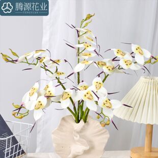 �ָ�5�^�����m���滨 �ҾӔ[���b�c�bzӰ�����m�ٻ�����