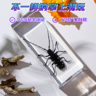 Zhenfang Crafts Real Insect Specimens for Sale, Single Item Dropshipping, Elementary, Middle, and High School Education Science Popularization