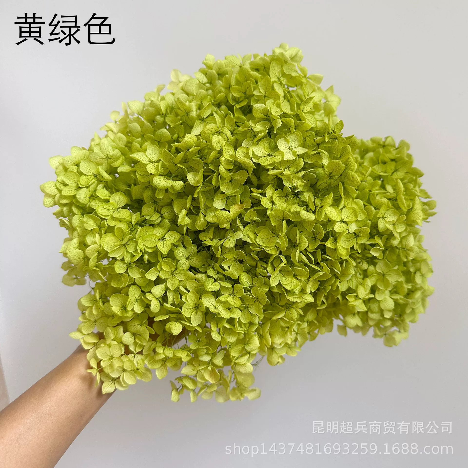 [Вечная Life Flower Hydrangea] Анна Градиентный цвет Лист Hydramid Книга цветов оптом DIY цветочная коробка материал для просмотра