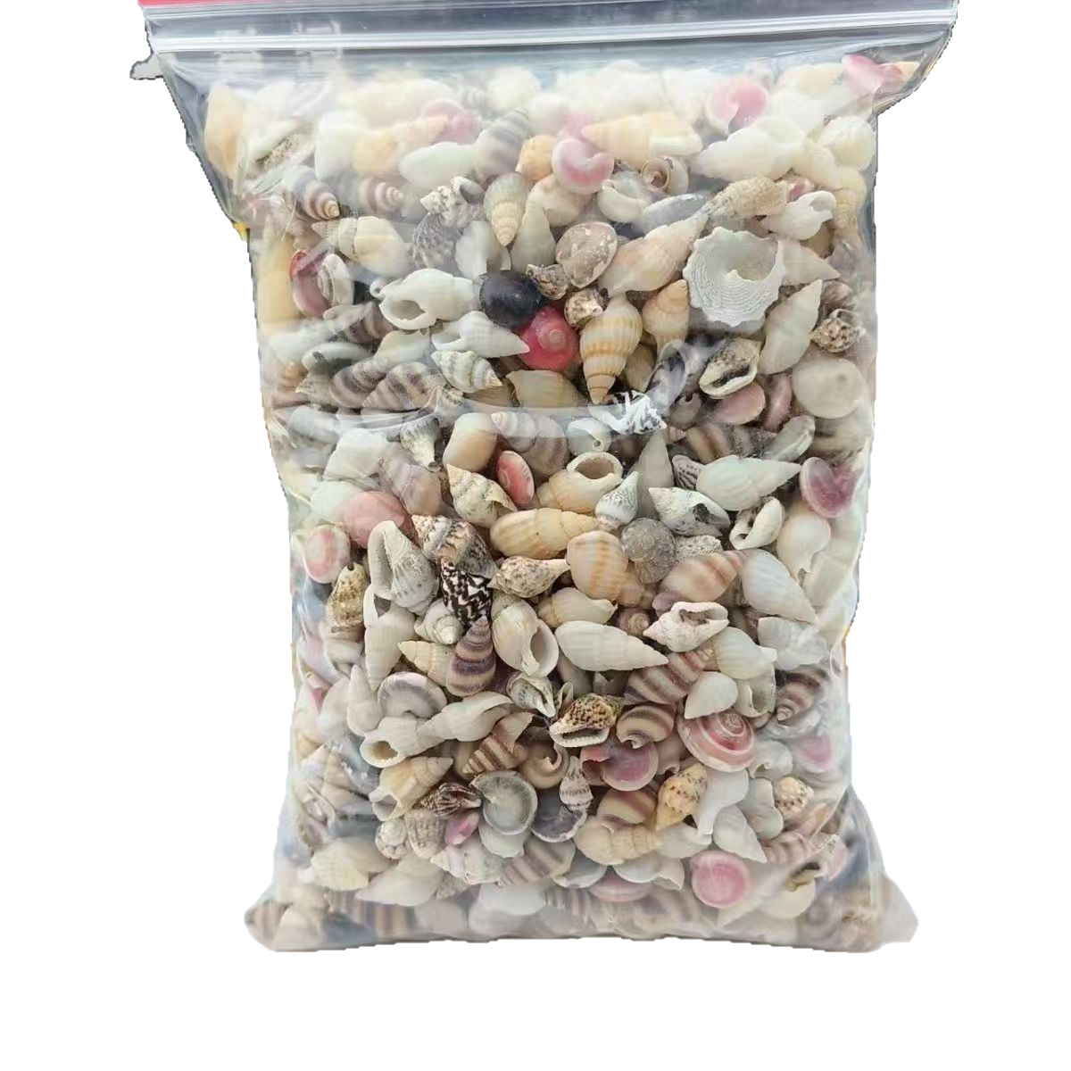 Materiales del paquete Micro paisaje Pequeña concha natural acuario paisajismo infantil hecha a mano concha de mar de borde de guardería