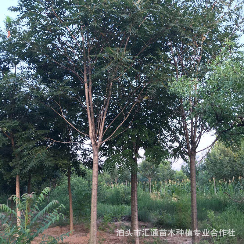 椿树 工程绿化苗木椿树 椿树苗 大棚露天可种植 香椿树 椿树-阿里巴巴