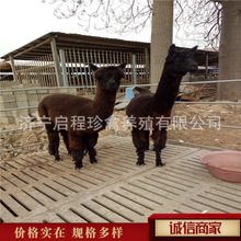 哪里有卖羊驼幼仔的 小羊驼多少钱一只 宠物羊驼价格