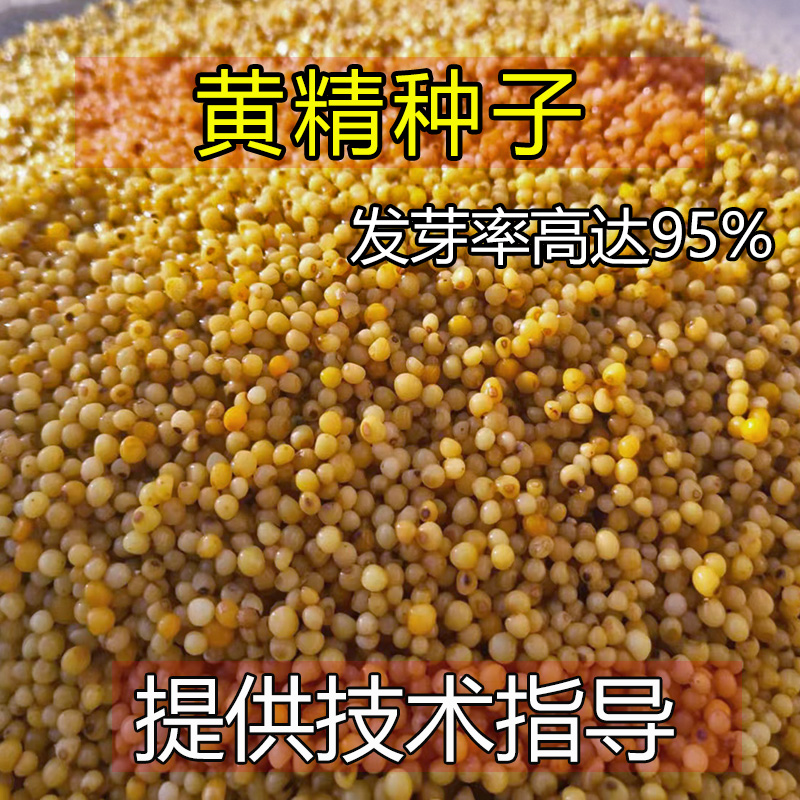 黄精种子 鸡头黄精 老虎姜 滇黄精 姜型多花黄精 倒苗黄精 种籽