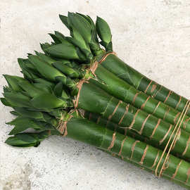 龙竹带根富贵竹植物水养水培粗杆花瓶盆栽水竹土养节节高