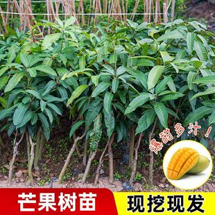 ����ֱ�l����â�������ļ�â����F�����ߴ���޽��������Ϸ�