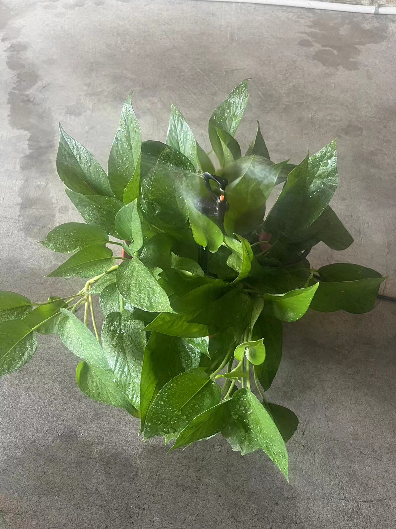 G型铝头雾化喷头