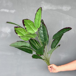 �㽶�~���˽����㽶��Ž��~�����B60cm�������~��ֲ������