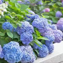 绣球花苗无尽夏大花绣球八仙花室内阳台花盆栽花卉耐寒四季开大花