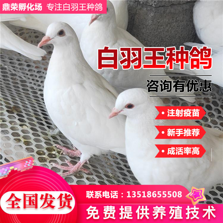 Farm Backyard dove Manufactor Quoted price Yuanbao living thing lady dove Farm prices
