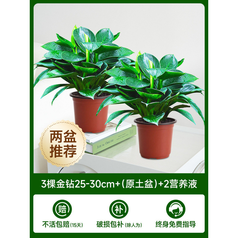 [화분 2개 권장] 골든 다이아몬드 3개 + (오리지널 흙 화분) + 영양액 2개