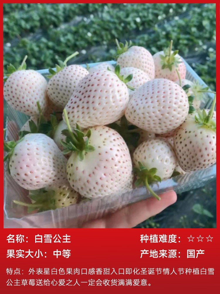 白雪姫イチゴ 15本（土袋と生きたもの）、無料肥料