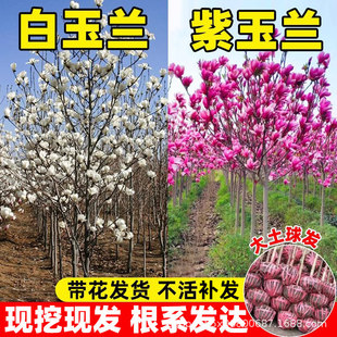 ���m�����玧�����t�����S����ͥԺ�������ԾG���ͺ����