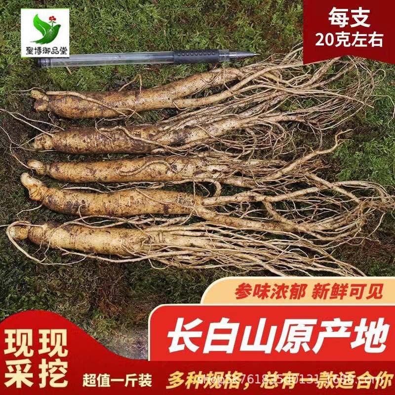 長白山高麗人参、掘りたて、売りたての高麗人参、東北名物、ワイン漬け、スープ、高麗人参、滋養ギフト、一世代高麗人参|undefined