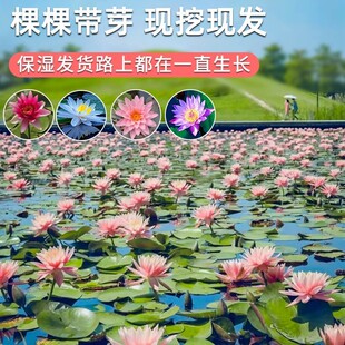 ˯ɏˮ��ֲ��˯ɏ���Kˮ����ɏ�����Kˮ�B�������Դ�˯ɏ�K����ѿ