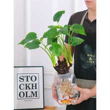 ˮ��ֲ��ǧ���^�����ԃ����՚��҃ȴ��~��ˮ�^��������Gֲ����ȩ