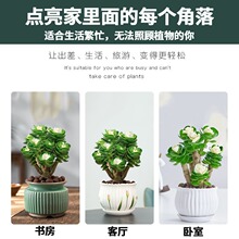 ���Xľ�Ϙ�����ֲ���҃����Ի��ܰlؔ���ļ�������B�׻��ͺ��Gֲ