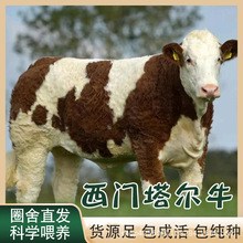 养殖肉牛西门塔尔牛改良牛犊生长速度快的西门塔尔牛出售鲁西黄牛