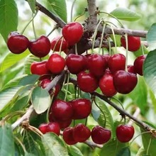 ɢ�b���l���ҷN��ɽ���ҷN�ӹ���N��ë���ҷN��܇���ӷN�Ӵ����