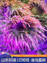 ���O��ֱ�N���ѻ�������ˮܛ�w���ﺣ���^�p����С���~����ɺ��