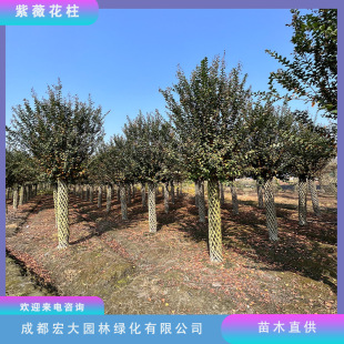 ��ޱ������ޱ�������ͻ���ֱ�l��ޱ����G����ľ����������ľ