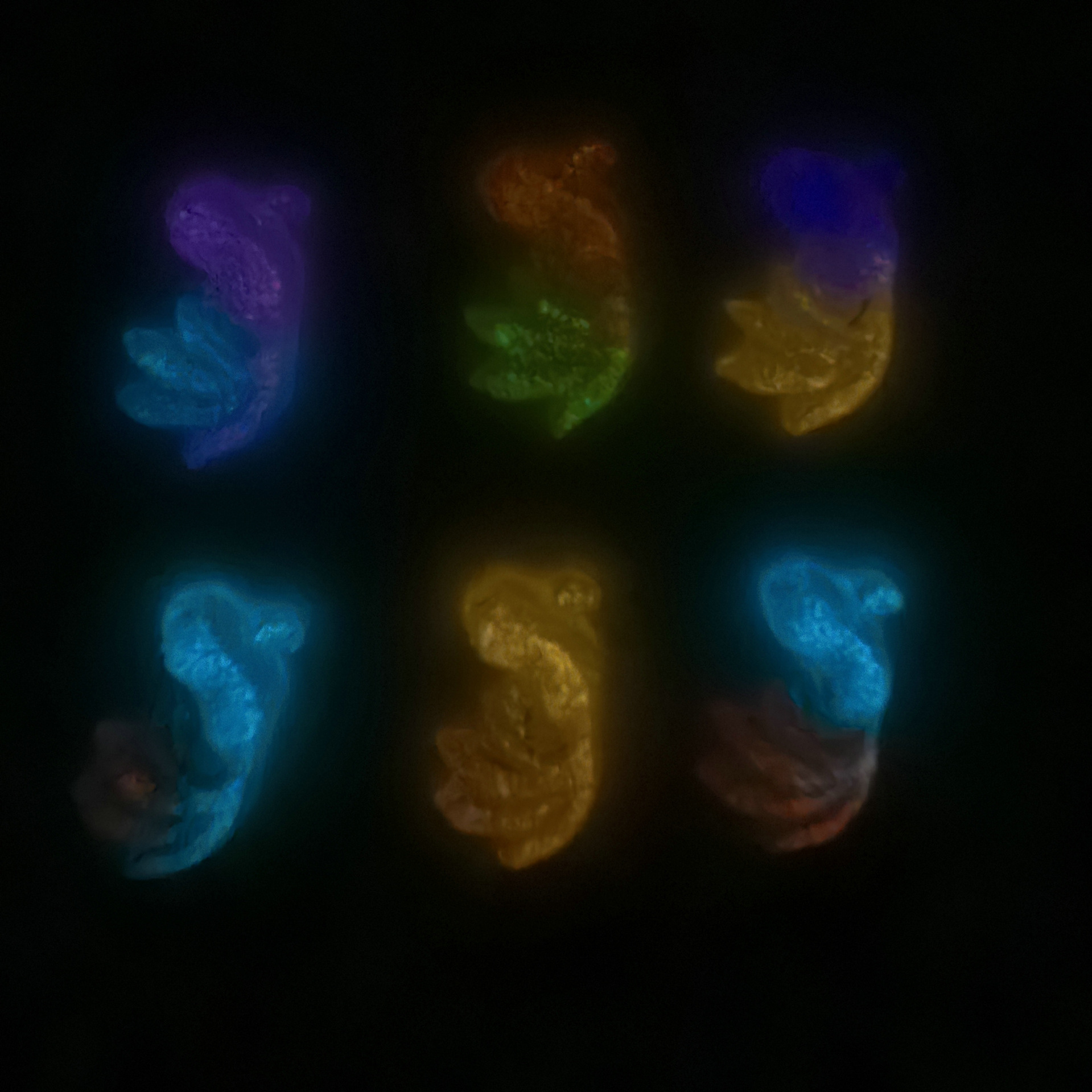 美甲饰品金鱼极光渐变锦鲤diy立体装饰配件批发0006.jp